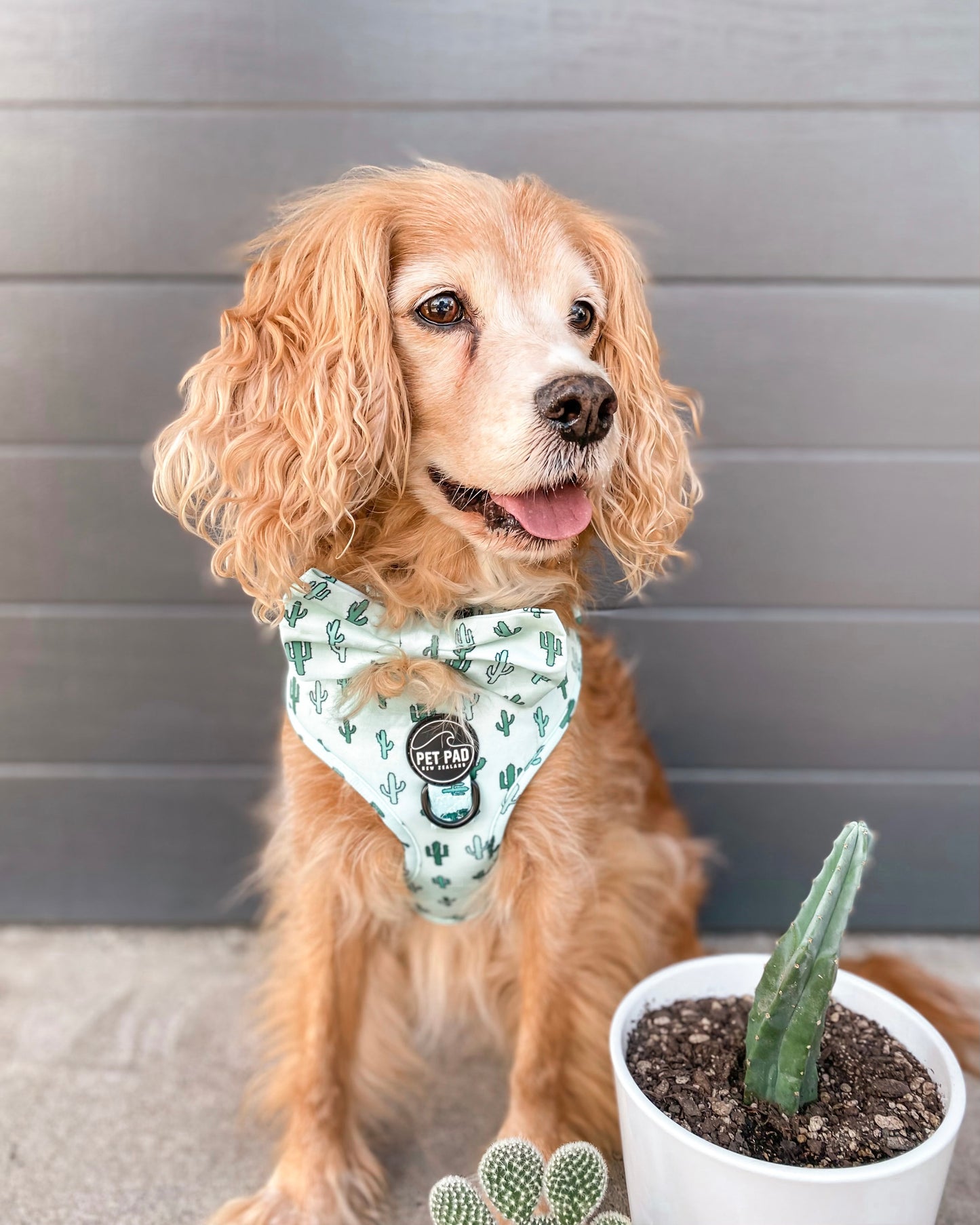 Lookin' Sharp Bow Tie