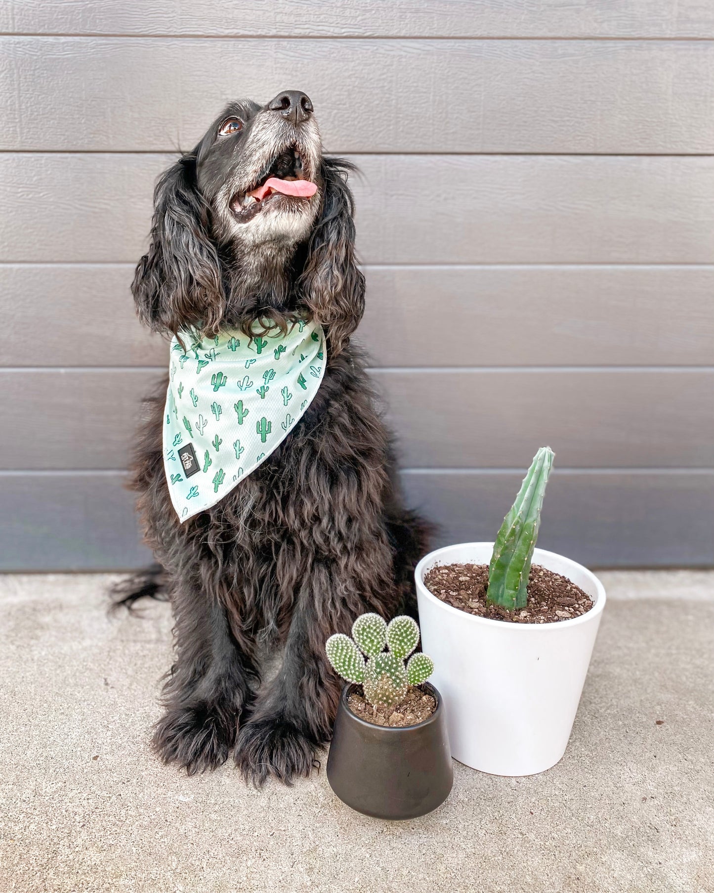 Lookin' Sharp Bandana