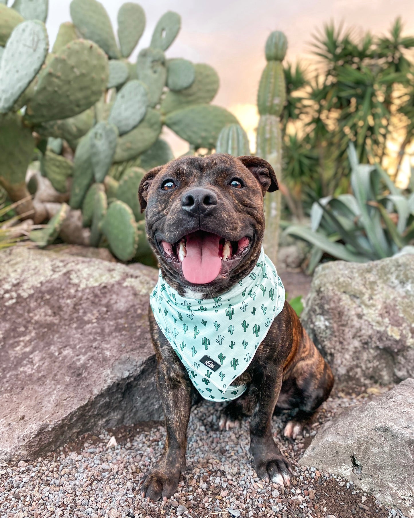 Lookin' Sharp Bandana