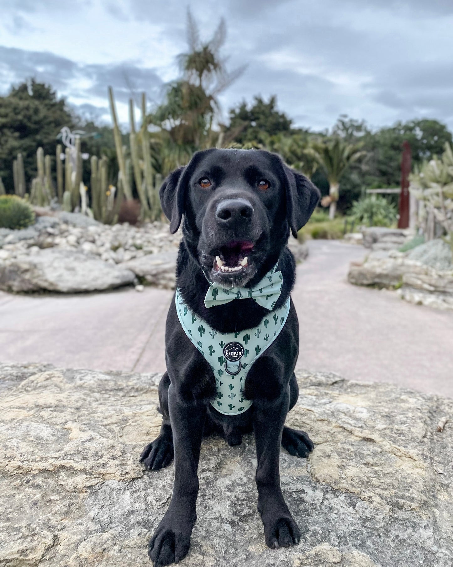 Lookin' Sharp Bow Tie